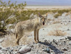 Coyote in Death Valley national park