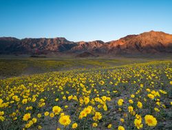 Flowering hillsdie in Death Valley