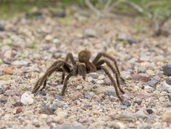 Turantula in Death Valley National Park