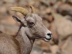 Young bighorn sheep in Death Valley 