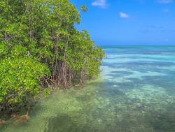 East National Park mangroves