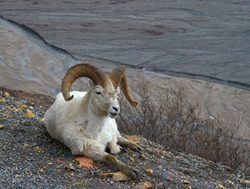 Denali National Park Dalls Sheep_1150807184