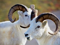 Denali National Park Dalls Sheep_386672860