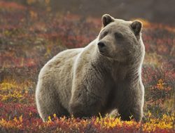 Denali National Park Grizzly Bear_117062605