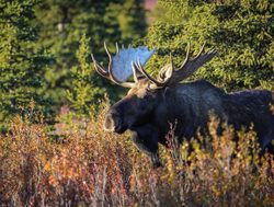 Denali National Park Moose_575481295
