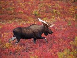 Denali National Park Moose_650527483