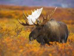 Denali National Park Moose_718492879