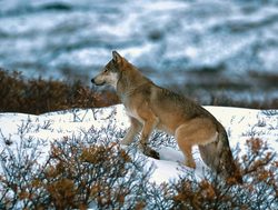 Denali National Park Timberwolf_563735137