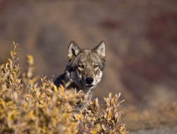 Denali National Park Wolf_49284334