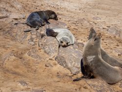 Dorob National Park four seals