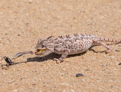 Dorob National Park namaqua chameleon catching prey