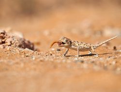 Dorob National Park namaqua chameleon eating