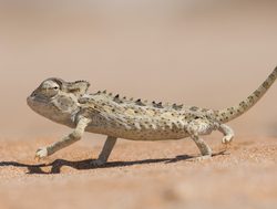 Dorob National Park namaqua chameleon