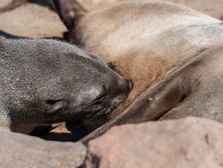 Dorob National Park seal nursing