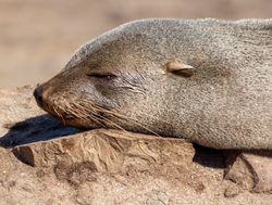 Dorob National Park seal up close