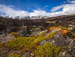 Dovrefjell Sunndalsfjella National Park flora