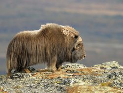 Dovrefjell Sunndalsfjella National Park lone yak