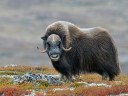 Dovrefjell Sunndalsfjella National Park yak profile
