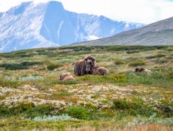 Dovrefjell Sunndalsfjella National Park yak with landscape