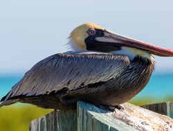 Dry Tortugas National Park Pelican