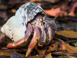 Hermit Crab in Dry Tortugas National Park