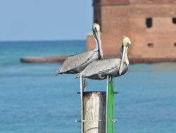 Pelicans in Dry Tortugas National Park