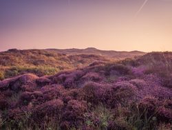 Dunes of Texel National Park purple foliage