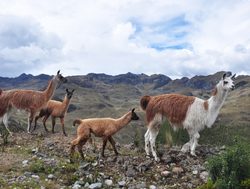 Llama family in El Cajas National Park Ecuador