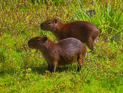 20211220222745 El Palmar National Park pair of capybara