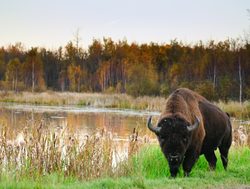 Elk Island National Park bison grazing