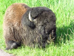 Elk Island National Park bison profile
