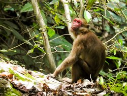 Erawan Naitonal Park monkey