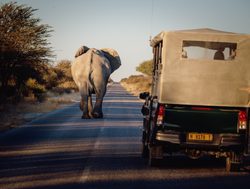 Etosha National Park elephant viewing