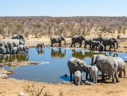 Etosha National Park elephants at watering hole