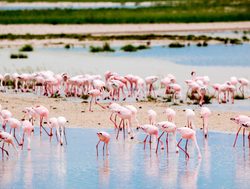 Etosha National Park flamingos