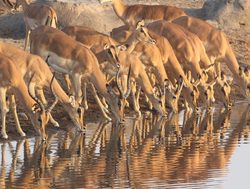 Etosha National Park herd of impalas drinking