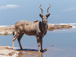 Etosha National Park kudu_190373012
