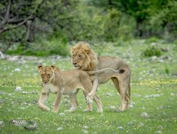 Etosha National Park mating lions_681176236