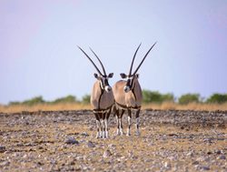 Etosha National Park oryx