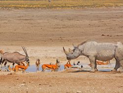 Etosha National Park rhino oryx and more