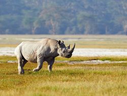 Etosha National Park rhinocerus
