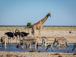 Etosha National Park watering hole with wildlife