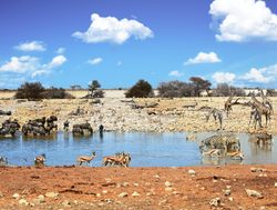 Etosha National Park watering hole