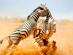 Etosha National Park zebra fighting