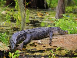 Everglades National Park Alligator on log