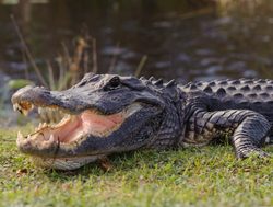 Everglades National Park Alligator on riverbank