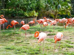 Everglades National Park Flamingos