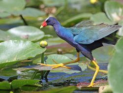 Everglades National Park Purple Gallinule