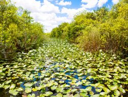 Everglades National Park lillypad covered waterway