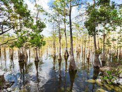 Everglades National Park swamp lands